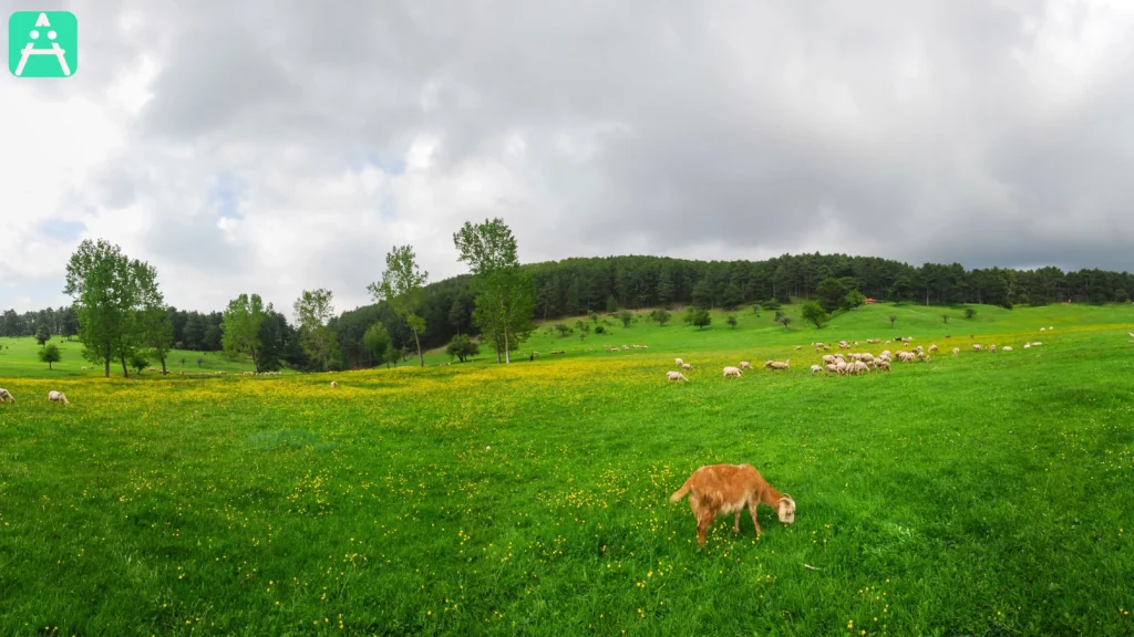Kulakkaya Yaylası Giresun