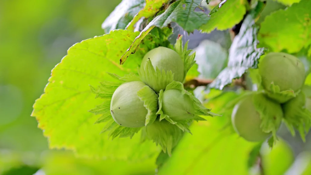 Giresun Fındığı